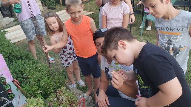 Aromatično bilje i herbarijum